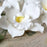 White Cymbidium Gumpaste Orchid Spray cake topper & cake decoration perfect for cake decorating rolled fondant wedding cakes and rolled fondant birthday cakes.  Wholesale sugarflowers and cake supply. CaljavaOnline.com