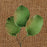 Rose Leaf - Green
