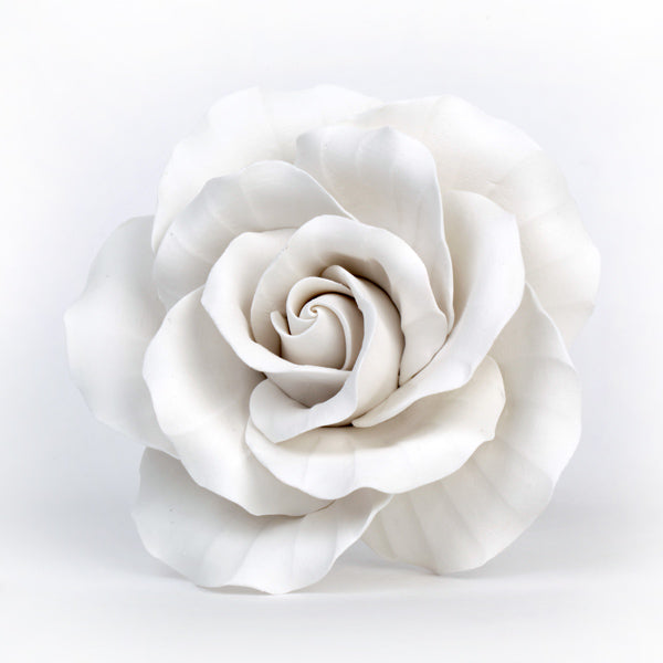 Extra Large Garden Roses - White
