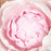 Readymade Blooming Peony Sugarflower Cake topper great for cake decorating your own wedding cake | CaljavaOnline
