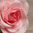 Pink Ombre Gumpaste Brilliant Roses, 3 sizes handmade cake decoration. Wholesale cake supply. caljava