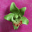 Orchid Sugar Flower Cake Toppers great for cake decorating your own birthday cakes. Made from gum paste, ready to be placed on the cake.