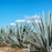 Blue Agave Farm - Nectave organic blue agave syrup bottle, natural sugar substitute for baking, desserts, chocolate making and beverages