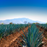 Agave Plant - organic blue agave syrup, natural sugar alternative for baking, candy making and chocolate desserts great for diabetes