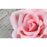 Assorted pack of pink English garden rose gum paste sugar flowers in four mixed sizes (2-inch to 4-inch) for custom cake decorating wedding cakes