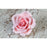 Assorted box of pink English garden rose gum paste sugar flowers in four mixed sizes (2-inch to 4-inch) for custom cake decorating wedding cakes by caljava