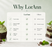 Mint Chocolate Chip Ice Cream & Beverage Flavor by LorAnn Oils