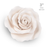 Edible white tea rose sugar flower used as a topper for celebration cakes