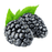 Black Raspberry Ice Cream & Beverage Flavor by LorAnn Oils - CaljavaOnline1715-0800Flavor