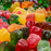 Lecithin by LorAnn – Soy Lecithin Moisture Retainer & Shelf-Life Extender for Edibles, Baking, Candies & Chocolate - CaljavaOnline6085-0800Preservative
