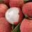 Lychee Extract Water Soluble by Amoretti - CaljavaOnlineAMRTI-586-9.5LBFlavor