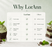 Mint Chocolate Chip Ice Cream & Beverage Flavor by LorAnn Oils - CaljavaOnline1730-0800Flavor