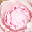 Handmade pink peony gum paste sugar flower used on bakery wedding cake