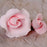 English Rose Blooms & Buds - Pink