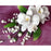 African Orchid Sugar flower cake toppers great for cake decorating your own cake. Edible cake topper made from gum paste used for making your cake designs. 