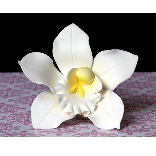 Cymbidium Orchids - White