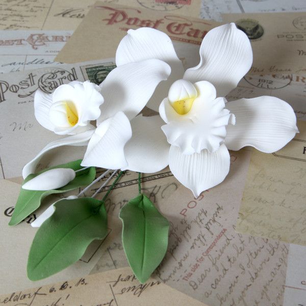 White Cymbidium Orchid Sprays —