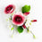 The Mauve Dog Rose Spray Sugar Flower Topper is a ready-to-use, handcrafted gumpaste arrangement designed specifically for professional bakeries, cake decorators, and home business owners looking to scale their operations efficiently