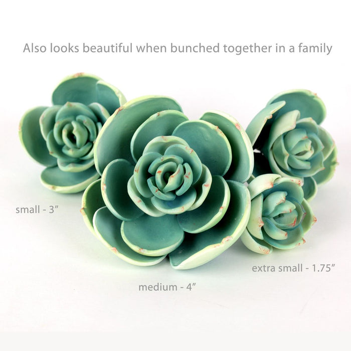 small succulent Small Succulent