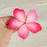 Hawaiian Bloomed Plumerias - Pink