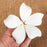 Hawaiian Bloomed Plumerias - White