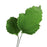 Detailed view of realistic green gum paste rose leaf cluster with textured leaf veining for custom cake toppers. Wholesale sugarflowers. Wholesale cake supply.