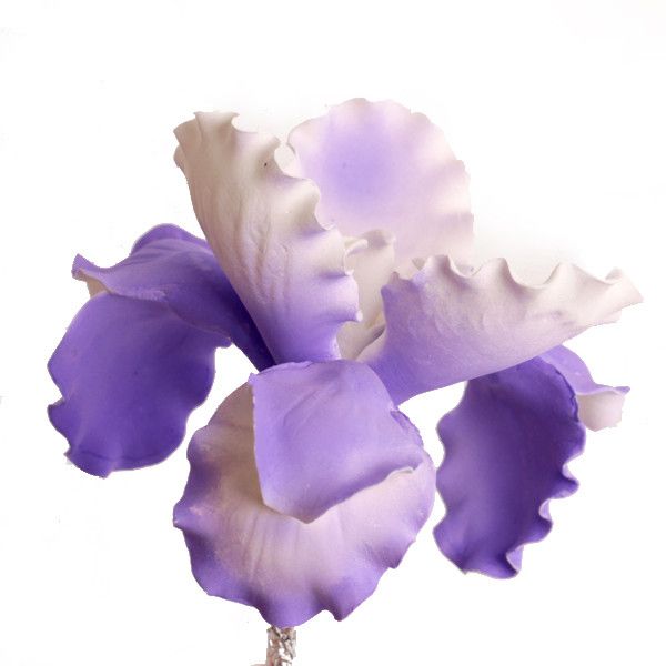 lavender iris flower Full Bloom Dutch Irises