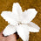 Casablanca Lilies are gumpaste sugarflower cake decorations perfect as cake toppers for cake decorating fondant cakes and wedding cakes. Caljava wholesale cake supply.