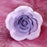 Garden Roses - Lavender