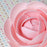 Modern Pink rose gum paste sugar flowers suitable for buttercream cake designs