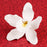 Cymbidium Orchids in White are gumpaste sugarflower cake decorations perfect as cake toppers for cake decorating fondant cakes and wedding cakes. Caljava wholesale cake supply.