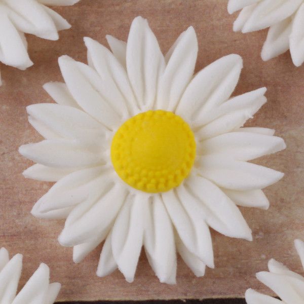 Petite Daisies - White — CaljavaOnline