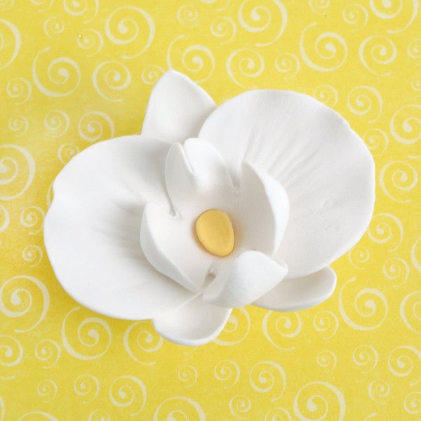 Phalaenopsis Orchids & Buds - White