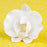Hawaiian Phalaenopsis Orchids in Light Pink are gumpaste sugarflower cake decorations perfect as cake toppers for cake decorating fondant cakes and wedding cakes. Caljava wholesale cake supply.