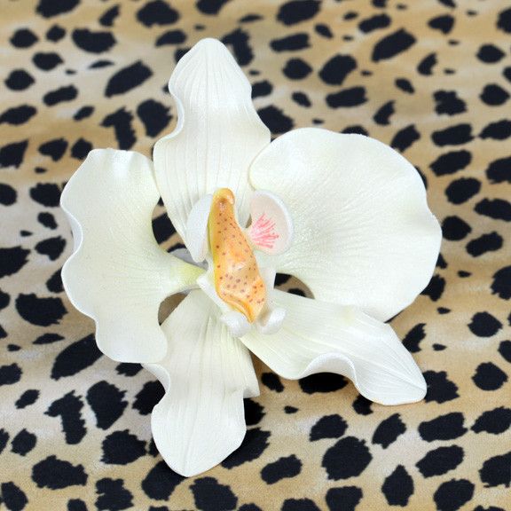 Moth Orchids - White
