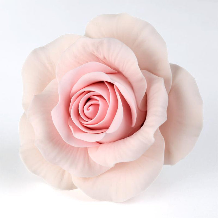 Meghan's Rose - Pink