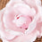 Medium Pink Full Bloom Gum paste rose cake topper and cake decoration perfect for cake decorating a rolled fondant wedding cake or rolled fondant birthday cake.  Wholesale cake decoration supplies.
