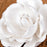 Medium Full Bloom Roses - White