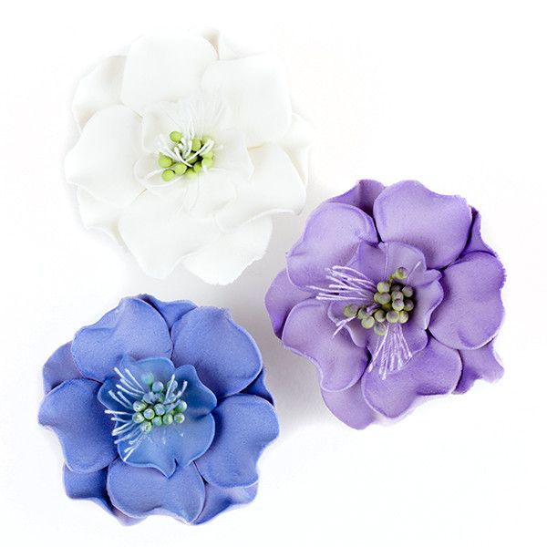 Scabiosa
