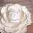 White Closed Gumpaste Peony sugarflower cake toppers perfect for cake decorating rolled fondant wedding cakes and birthday cakes.  Wholesale cake supply & sugarflowers.  Large white closed gumpaste peony handmade cake decoration.  Gumpaste flower. Caljava