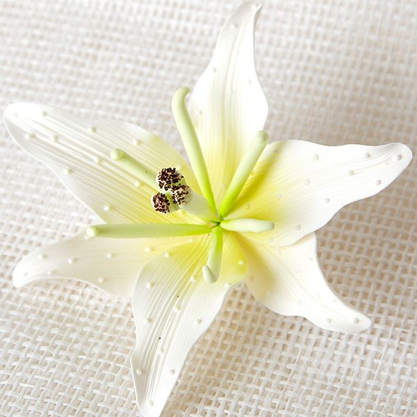 lily white star flower Stargazer Lilies