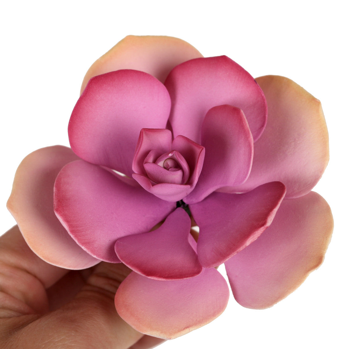 Lily Pad Succulent - Pink