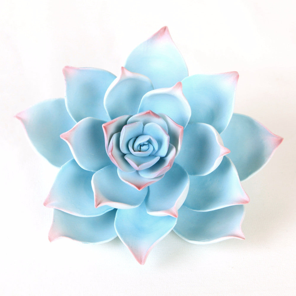 blue and pink succulent Desert Succulent
