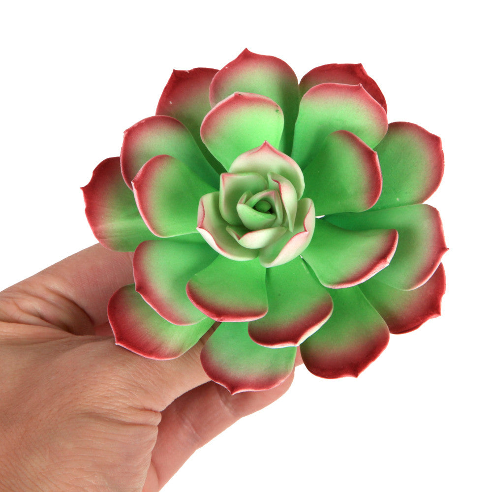desert succulents Desert Bloom Succulent