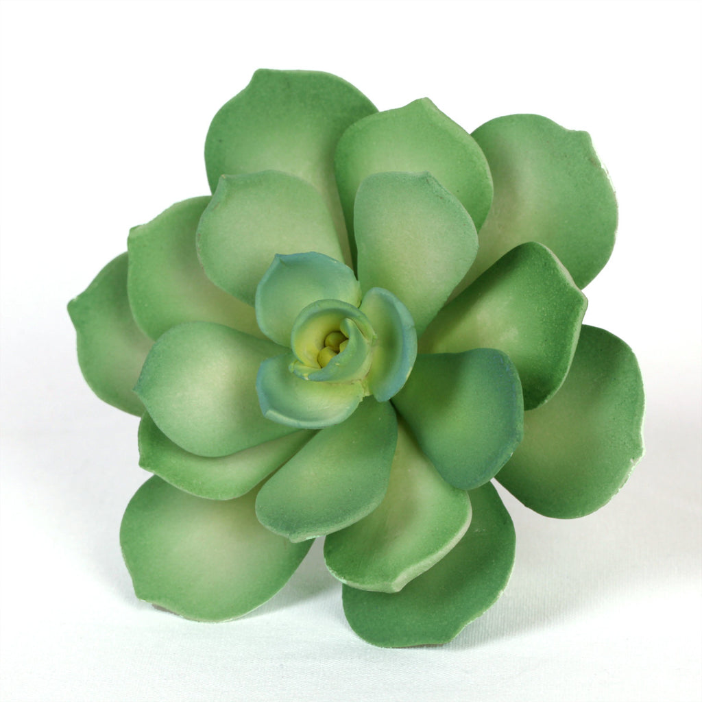 Succulents — CaljavaOnline