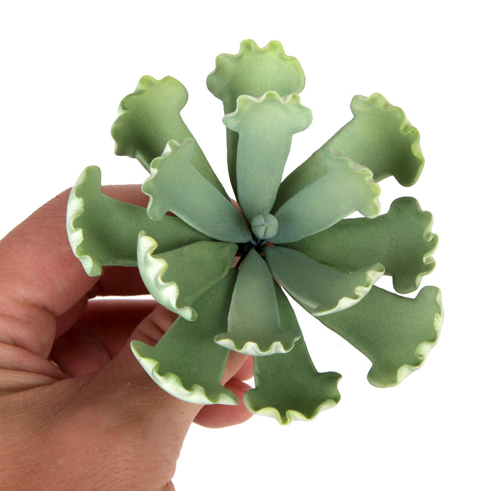 crinkle leaf succulent Crinkle Leaf Succulent — CaljavaOnline