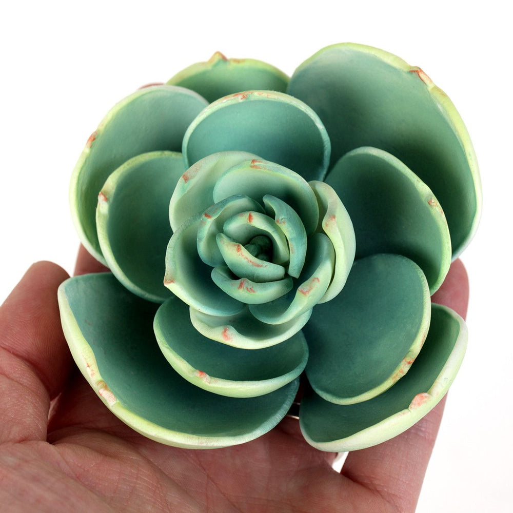 succulent medium Medium Succulent