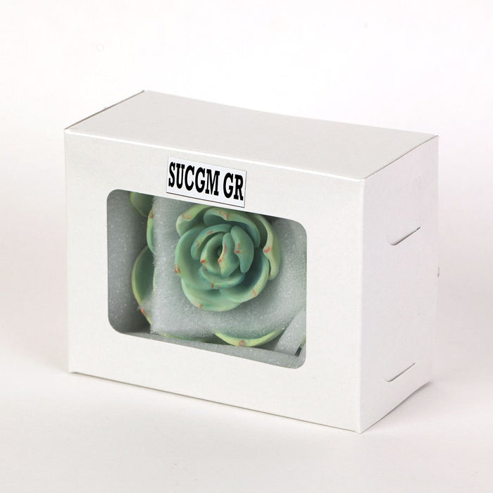 california succulents box Medium Succulent