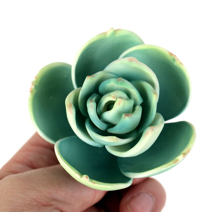 succulent small plants Small Succulent
