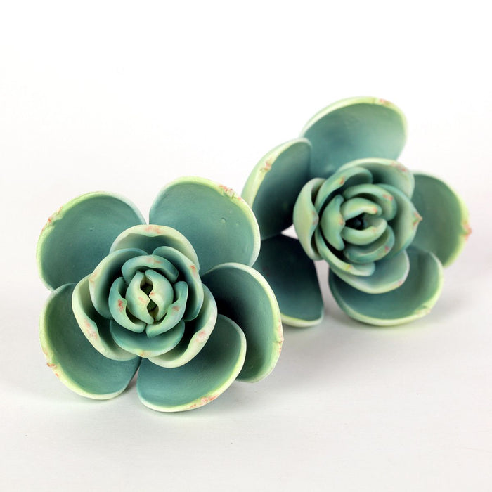 tiny green succulents Small Succulent